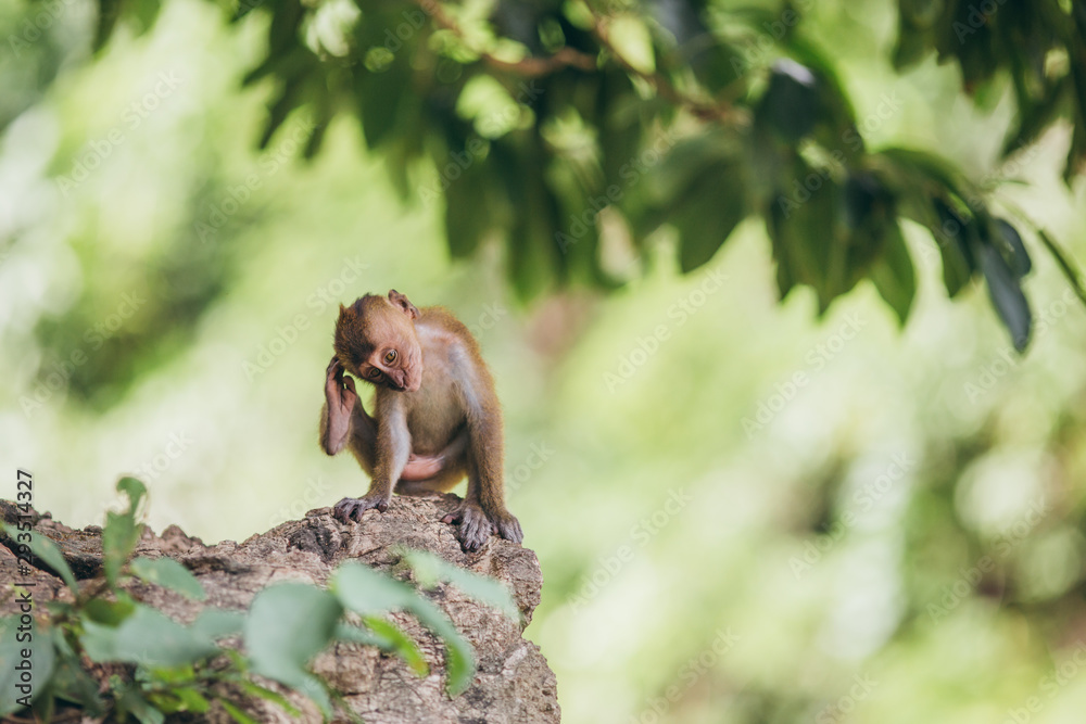 Obraz premium Macaque family in the jungle, in Thailand.