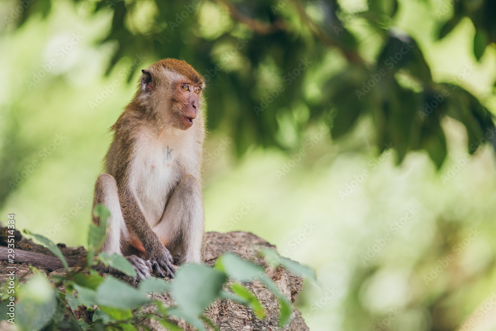 Fototapeta premium Macaque family in the jungle, in Thailand.