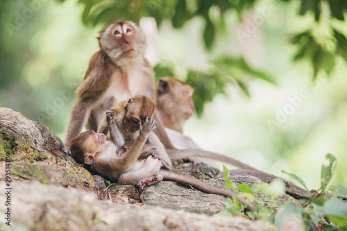 Macaque family in the jungle, in Thailand.