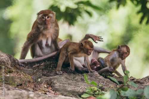 Macaque family in the jungle, in Thailand.