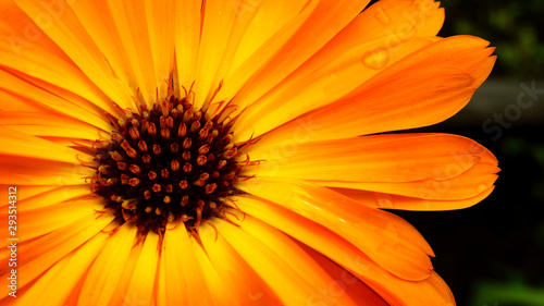 orange flower on green background