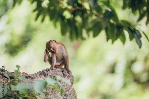 Macaque family in the jungle, in Thailand. © belyaaa