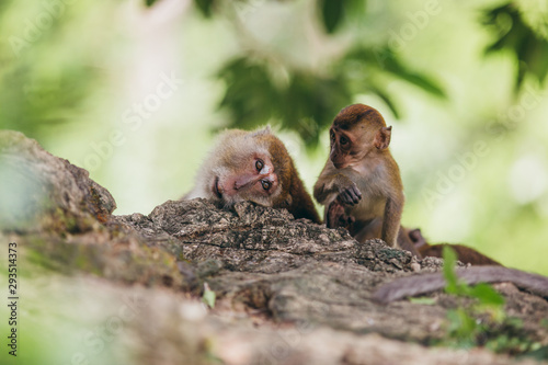 Macaque family in the jungle, in Thailand.