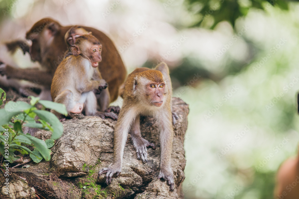 Macaque family in the jungle, in Thailand. Macaque family in the jungle, in Thailand.