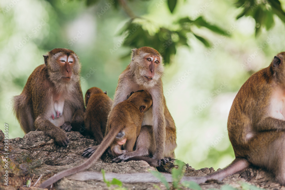 Macaque family in the jungle, in Thailand.
