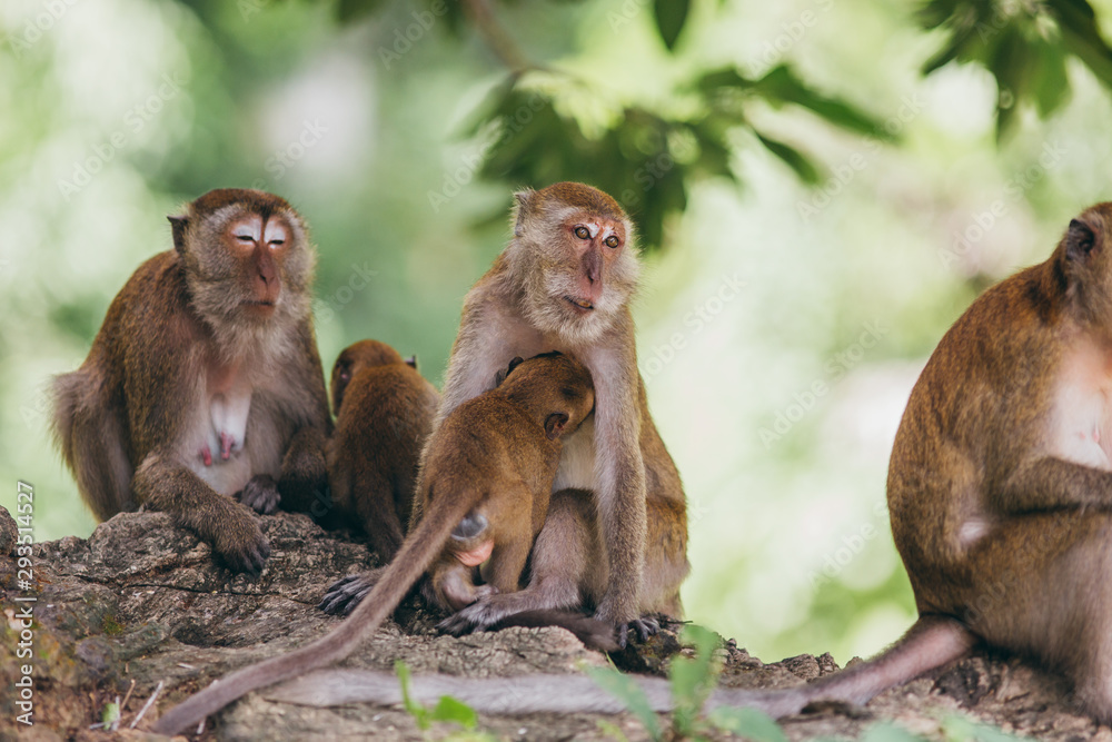 Macaque family in the jungle, in Thailand. Macaque family in the jungle, in Thailand.