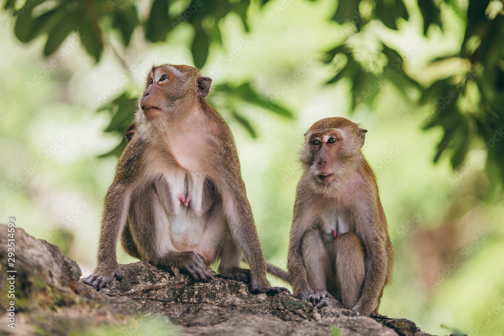 Macaque family in the jungle, in Thailand.