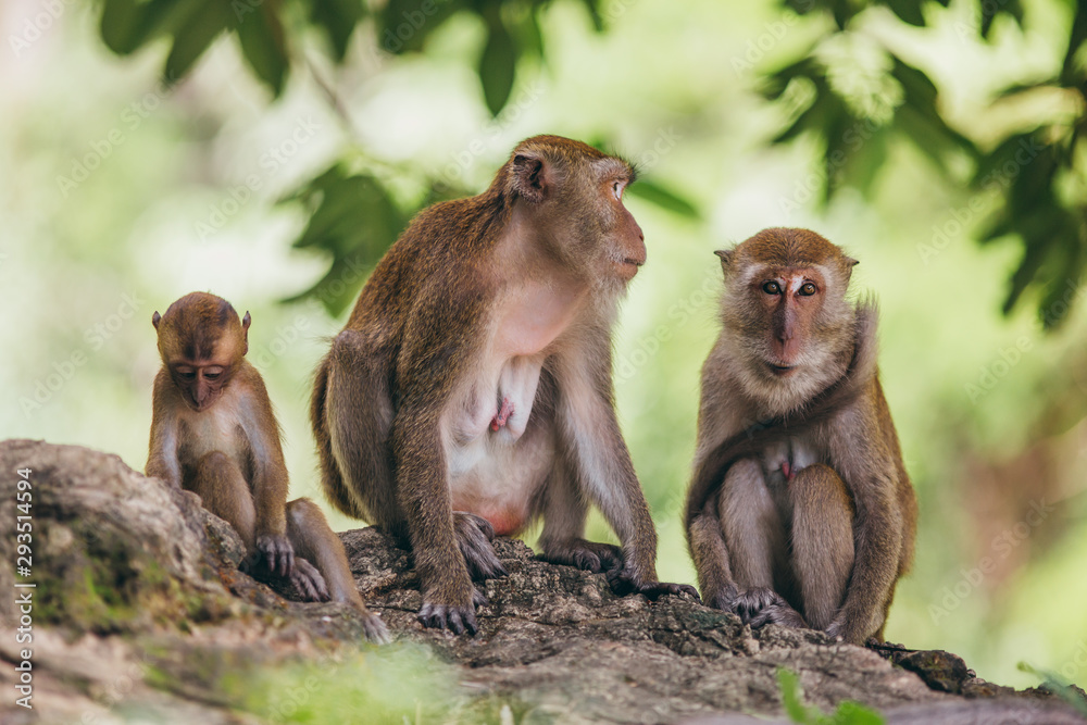 Macaque family in the jungle, in Thailand. Macaque family in the jungle, in Thailand.