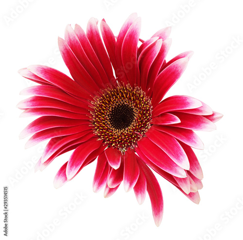 Pink gerbera flower