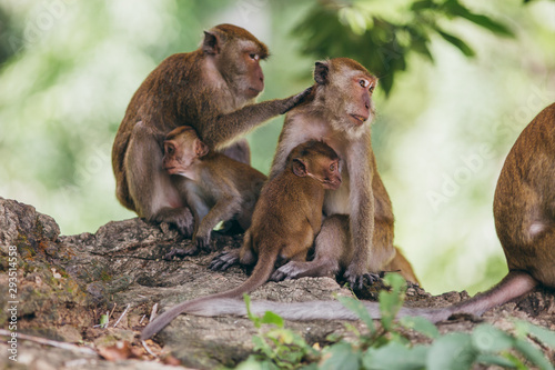 Macaque family in the jungle, in Thailand.