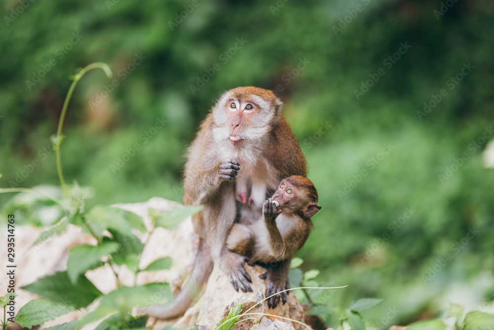 Obraz premium Macaque family in the jungle, in Thailand.