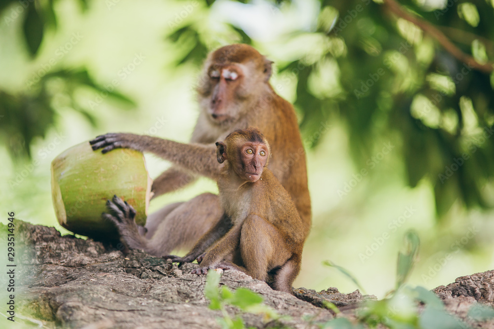 Fototapeta premium Macaque family in the jungle, in Thailand.