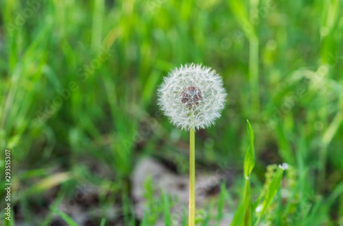 dandelion flower growing among spring grass  macro detail of dandelion  up close dandelion