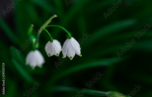 snowflake flowers in the spring, spring bulbs, flowering bulbs, white flowers in springtime © michaelawarthen