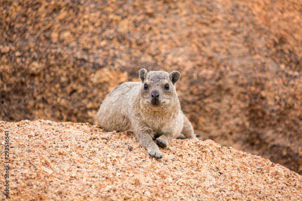 Relaxing dassie on a rock, Erongo, Namibia, Africa Relaxing dassie on a rock, Erongo, Namibia, Africa