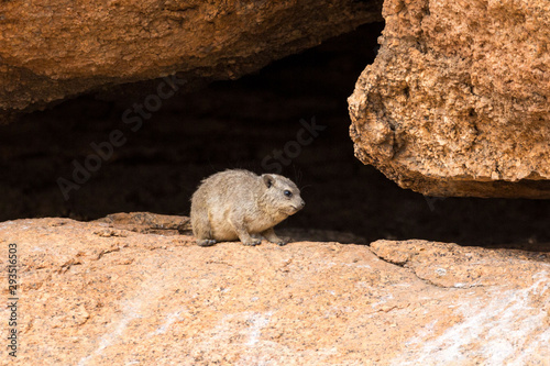 Fotografi Little dassie waiting in front of a little rock cave, Erongo, Namibia, Africa