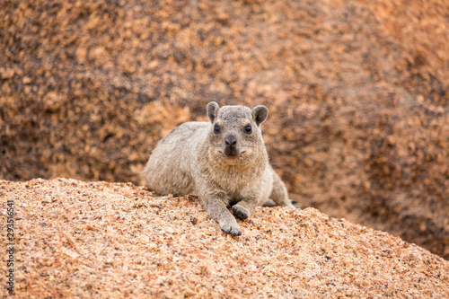 Relaxing dassie on a rock, Erongo, Namibia, Africa