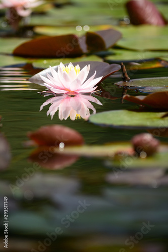 Water lily in a pond.