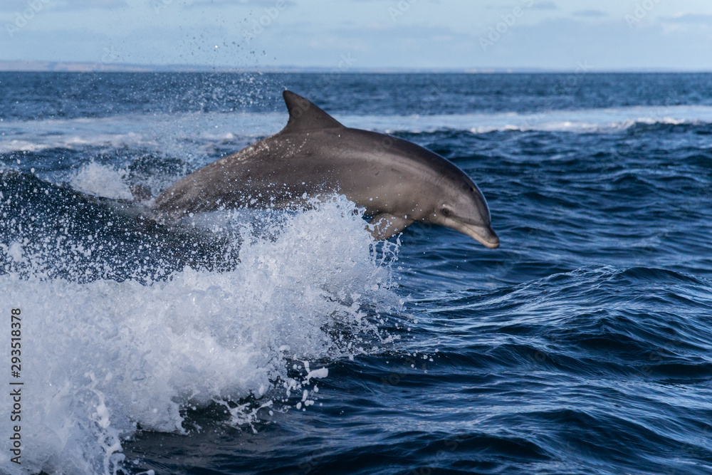 Fototapeta premium Splash