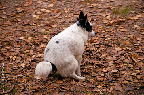 Urban hygiene: small black and white dog doing her ablutions in forest rather than on street.