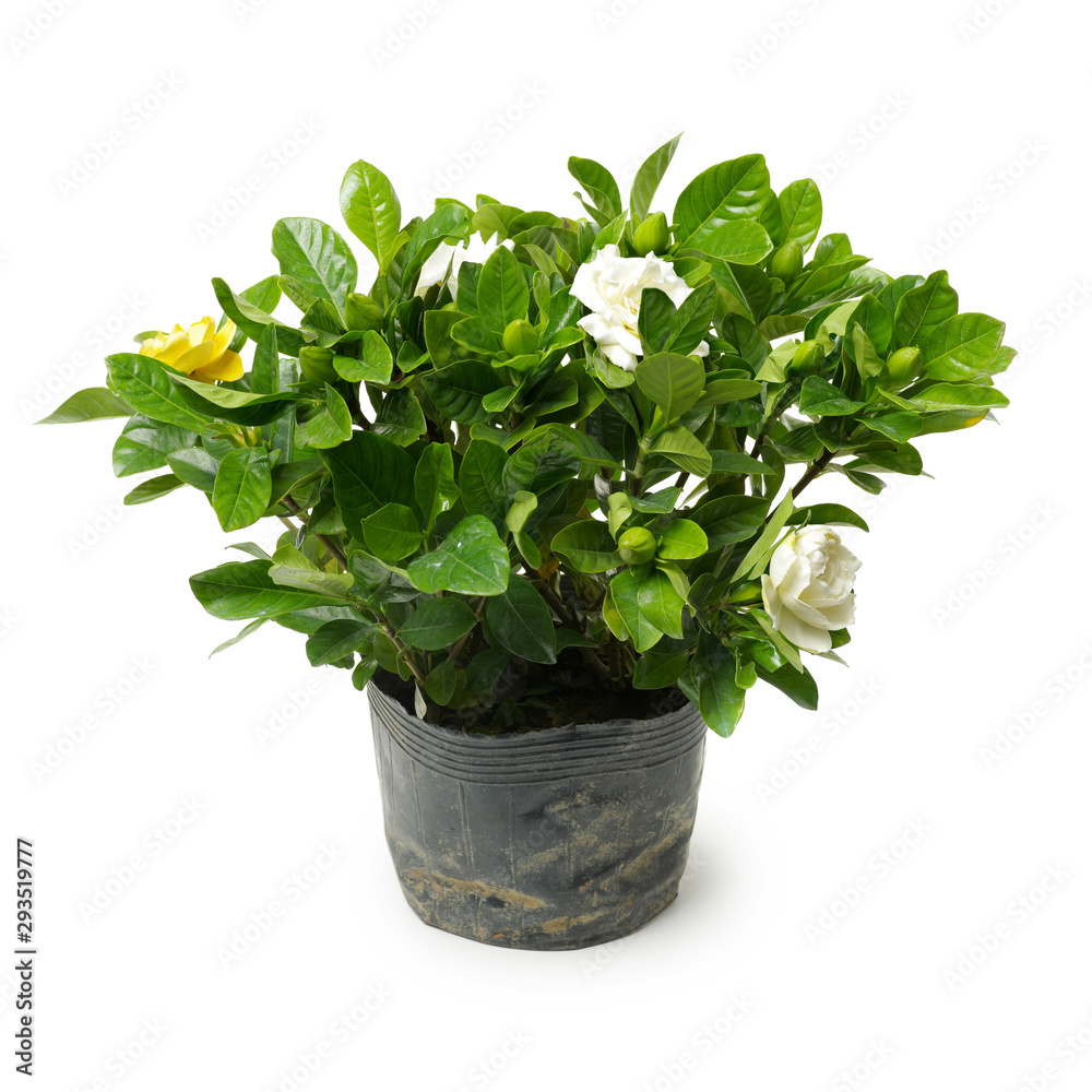 White gardenia plant on white background White gardenia plant on white background