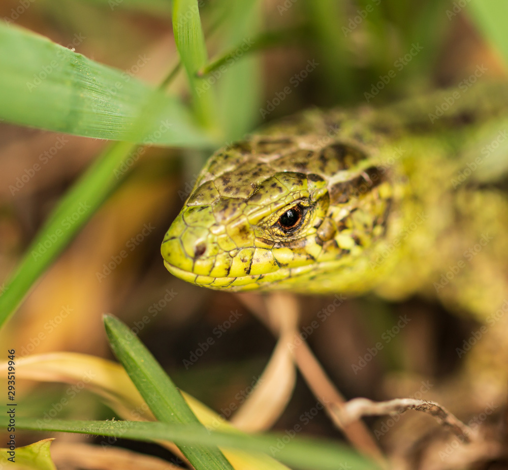 Naklejka premium green lizard in the grass