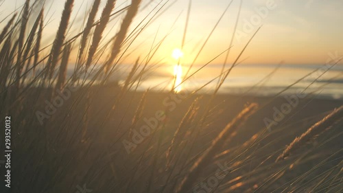 Silhouette Grass Blowing In The Wind At Sunset, At The Beach Golden Hour