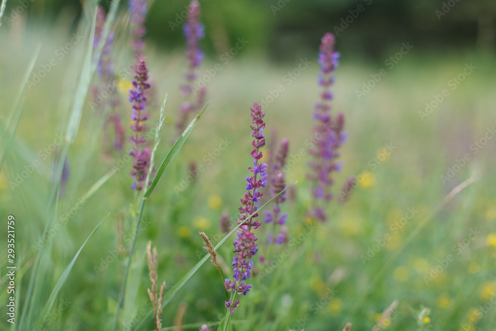 nature flowers background in summer.green field with with multicolored wildflowers in the spring.Small multicolored wildflowers in the grass .Summer meadow with multicolored wildflowers on background nature flowers background in summer.green field with with multicolored wildflowers in the spring.Small multicolored wildflowers in the grass .Summer meadow with multicolored wildflowers on background