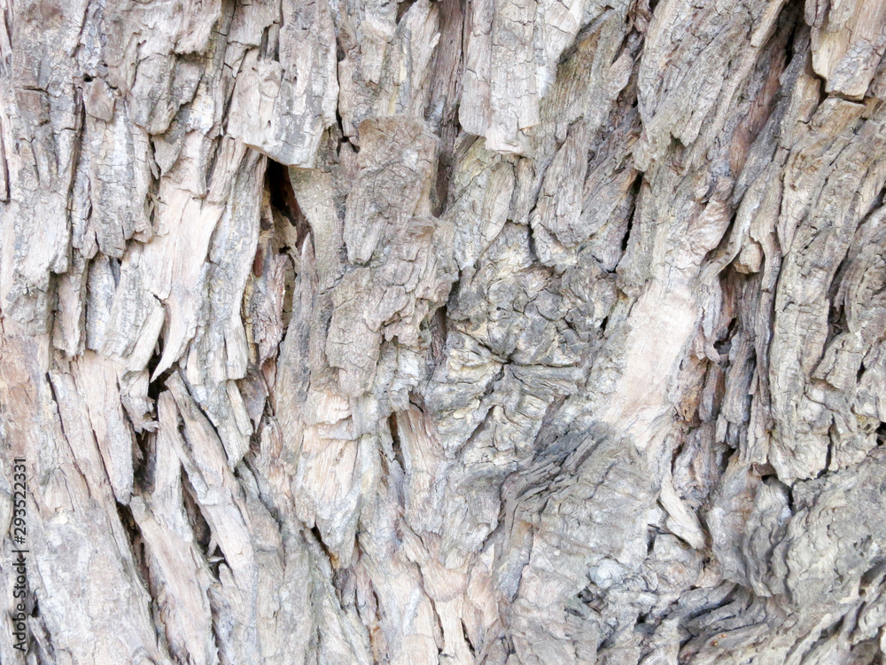 Bark tre texture wood nature brown old Bark tre texture wood nature brown old