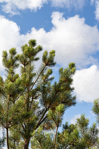 Green branches of spruce pine on a background of blue sky with white clouds. Festive mood of the new year.