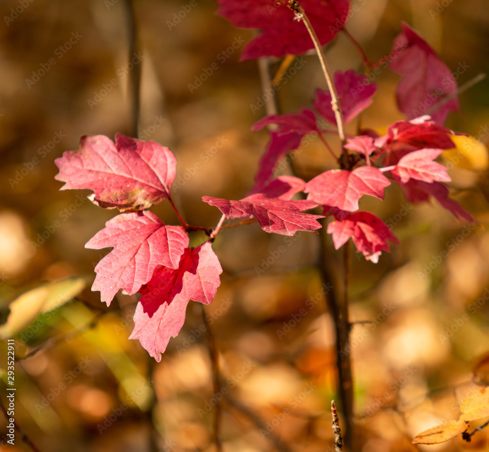 Red and yellow autumn leaves nature landscape. Red and yellow autumn leaves nature landscape.