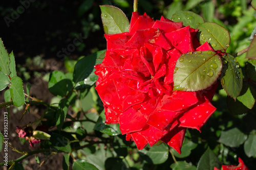 Garden rose in drops of rain and rays of the sun