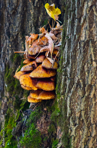 Autumn landscape, mushrooms on an old stump.