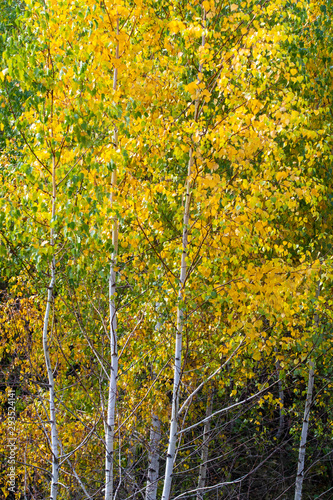 Autumn landscape, birch forest, yellow leaves.