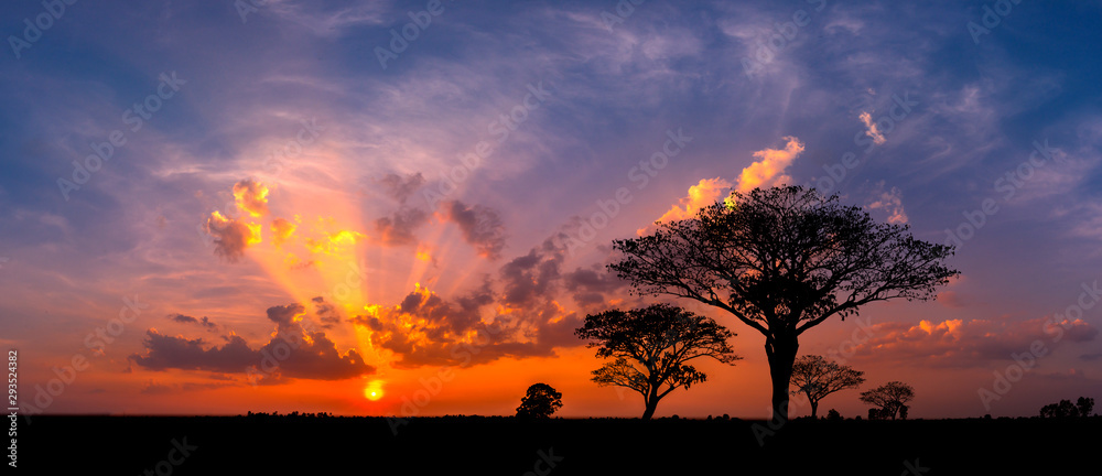 Fototapeta Panorama silhouette tree in africa with sunset.Tree silhouetted against a setting sun.Dark tree on open field dramatic sunrise.Typical african sunset with acacia trees in Masai Mara, Kenya