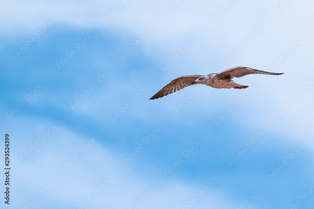 A seagull flies in a blue sky with white clouds.