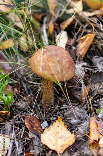 Autumn landscape, mushroom in the green grass.