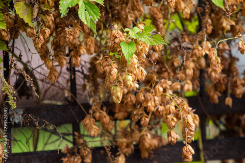 Hops curly autumn landscape background.