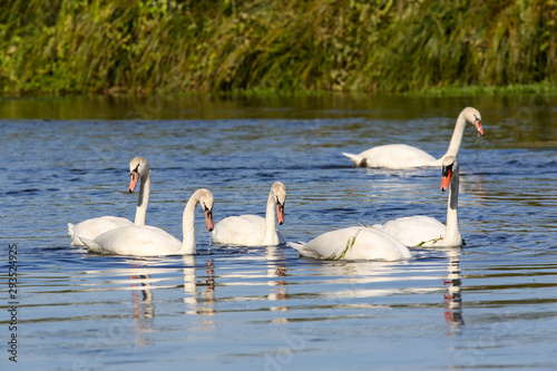 Fototapeta Naklejka Na Ścianę i Meble -  wild swans in the Loire valley