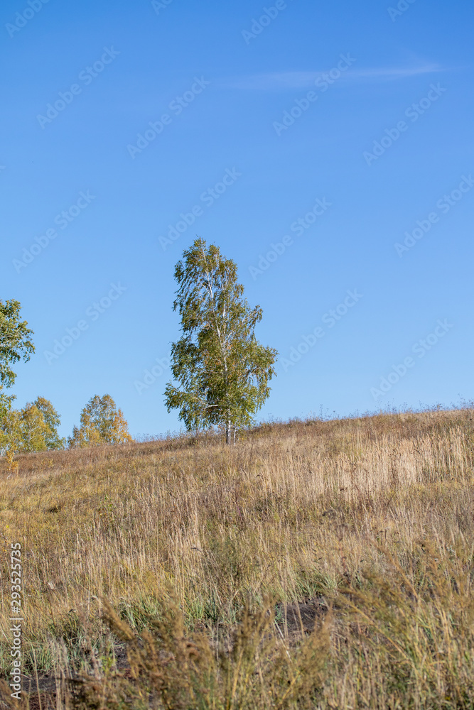 Autumn landscape, tree sky grass, sunny day. Autumn landscape, tree sky grass, sunny day.
