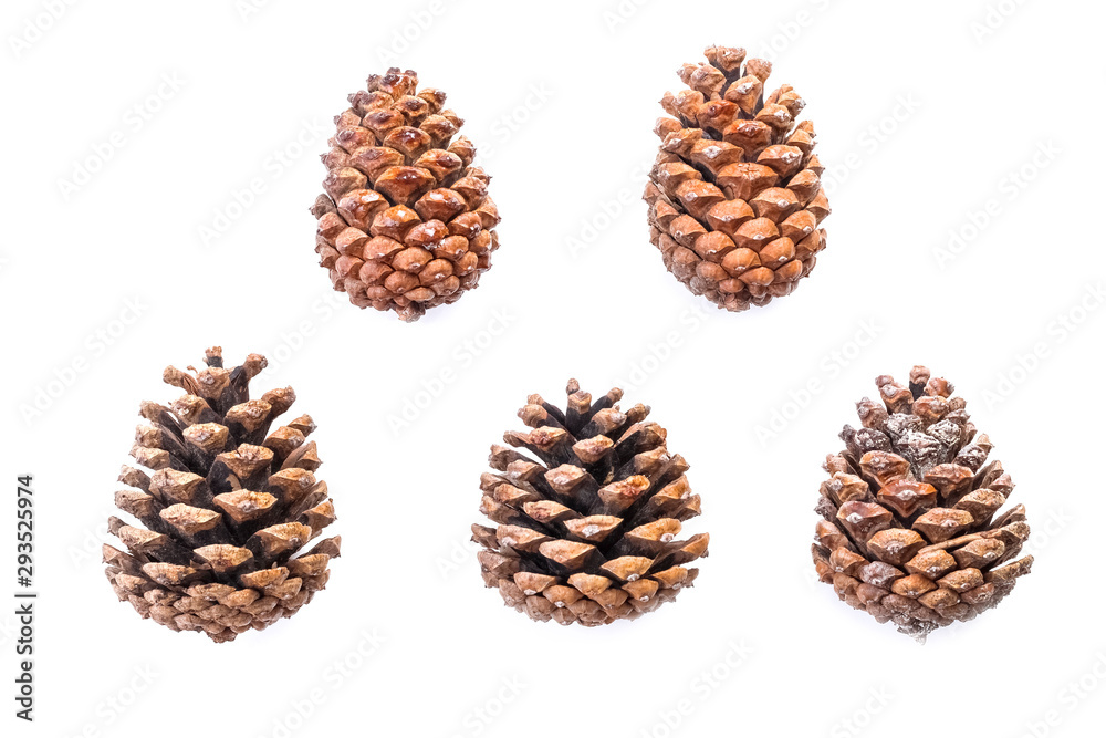 Top view on a collection of five brown forest coniferous natural cones with tar isolated on a white background. Top view on a collection of five brown forest coniferous natural cones with tar isolated on a white background.