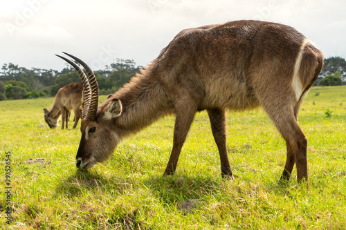 Waterbuck in South Africa  grazing late afternoon.