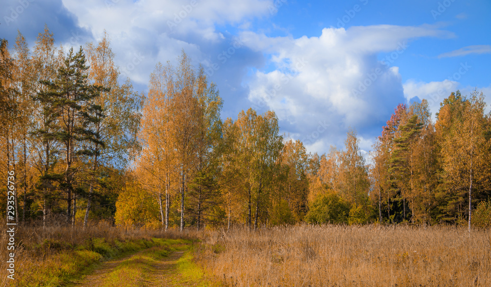 Sunny autumn landscape in the field. The nature of Russia. Golden autumn. Yellow trees.