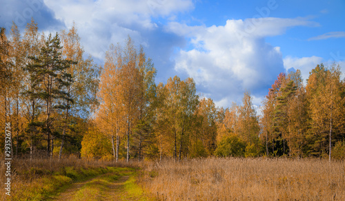 Sunny autumn landscape in the field. The nature of Russia. Golden autumn. Yellow trees.