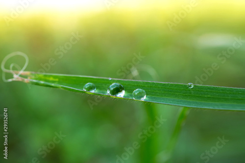 water drops on the green grass.Drops of dew in the morning glow in the sun. Beautiful leaf texture in nature. Natural background.