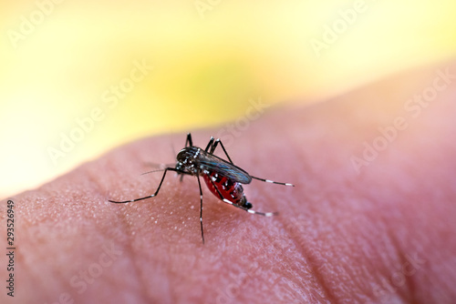 Aedes aegypti Mosquitoe bite and feeding blood on wrinkle skin.Aedes mosquitoes bring dengue disease.Mosquitoe sucking blood.photo by select focus. © noon@photo