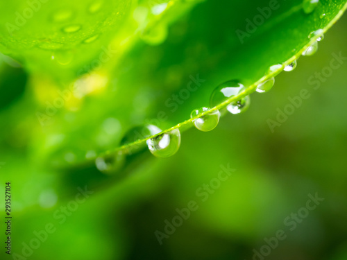 water drops on the green grass.Drops of dew in the morning glow in the sun. Beautiful leaf texture in nature. Natural background.