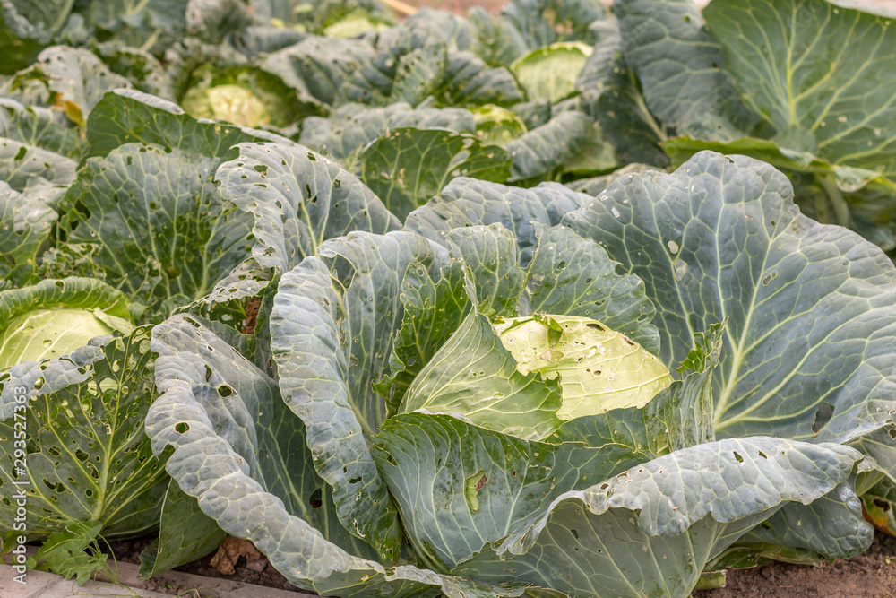 Naklejka premium big cabbages sitting in a garden bed with leaves eaten by bugs