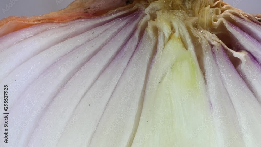 Macro close up of a onion analysis