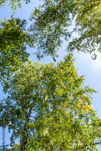 Green birch forest in the sky  summer nature landscape.